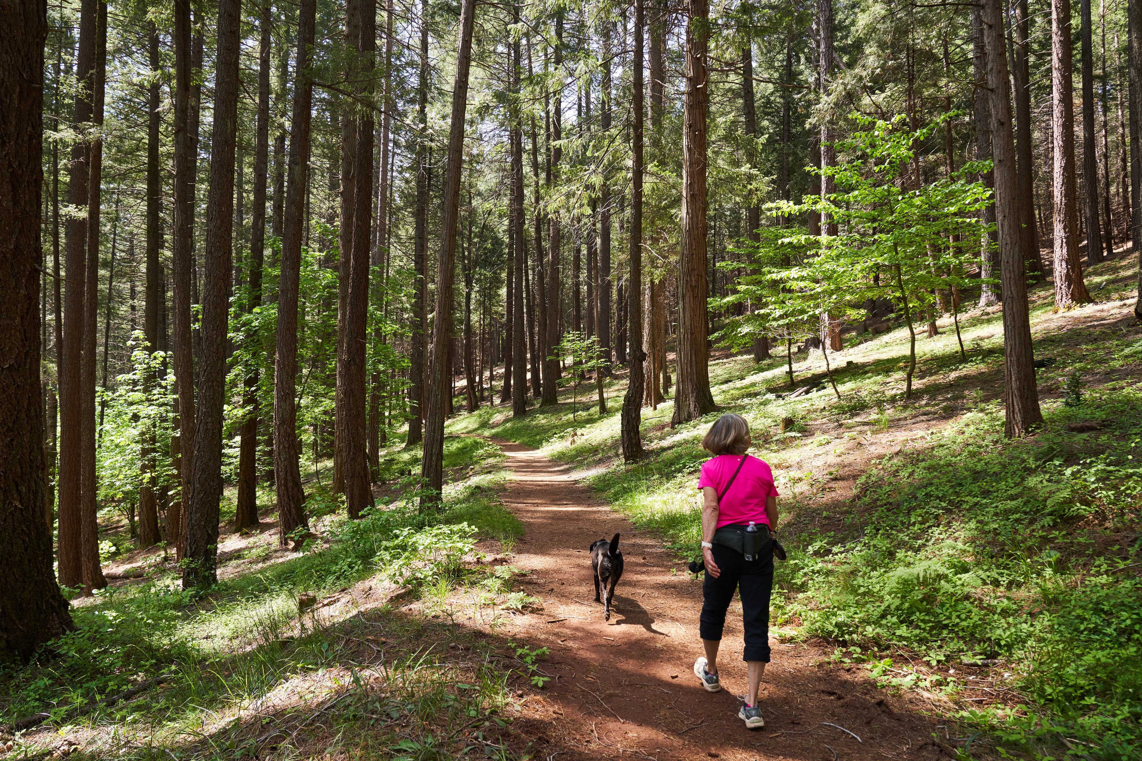 Forest trail in Butte County
