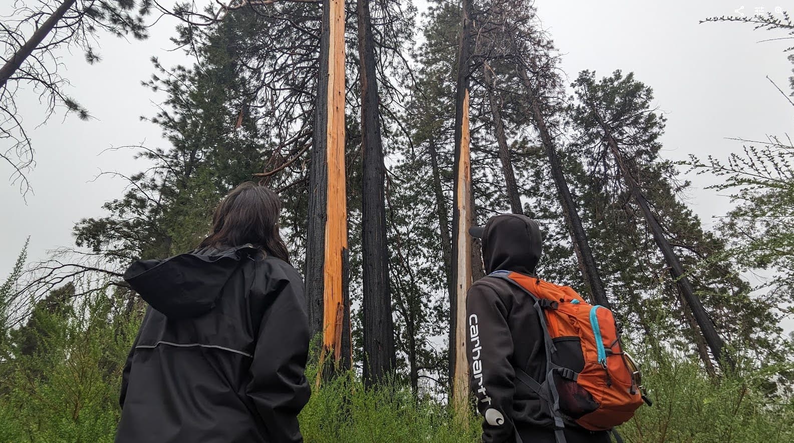 Request for Proposals: Butte Meadows, Forbestown, Clipper Mills Hazard Tree Mitigation