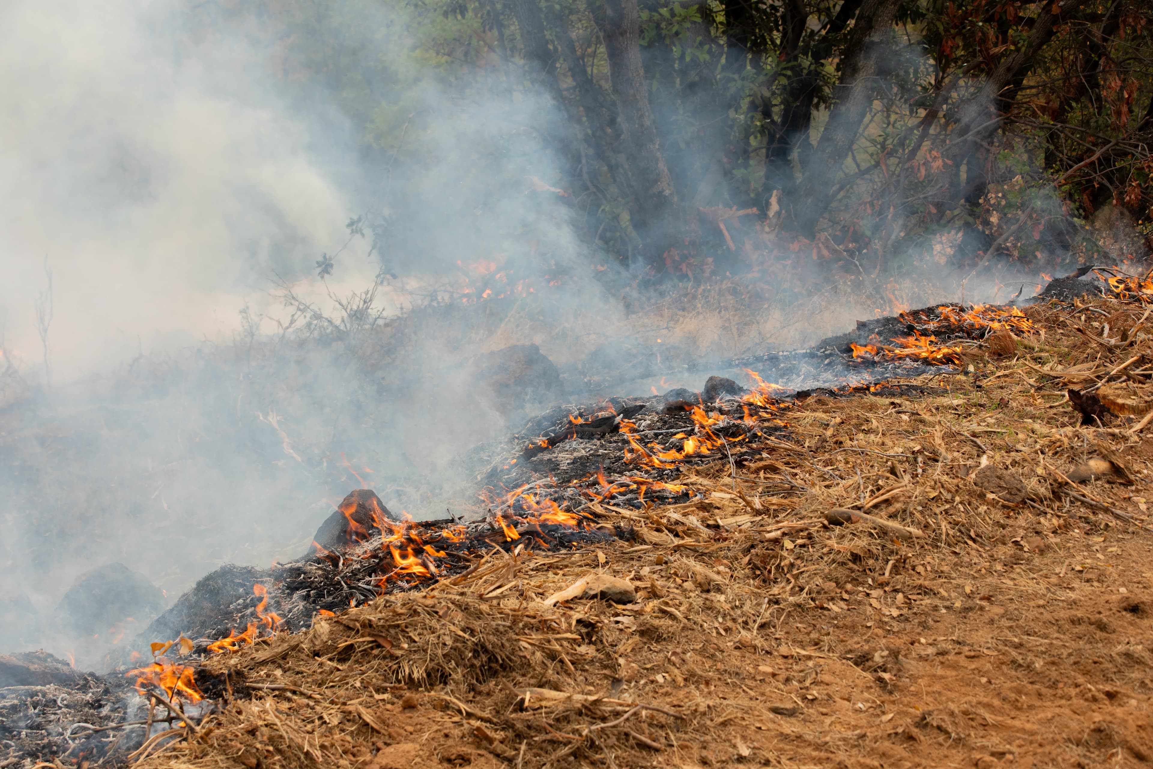 Smoke Notice: Magalia - Coutolenc Park Broadcast Burn Project