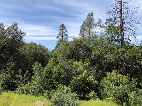 Robinson Mills Roadside Fuels Reduction Project RFP