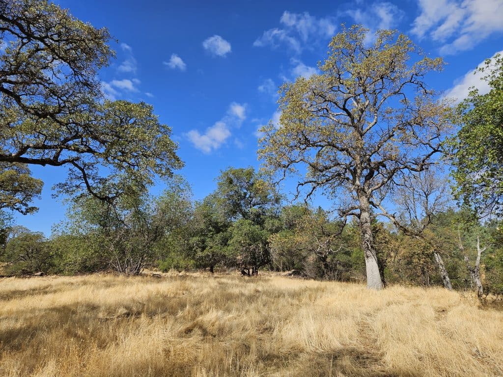 Notice of Fuels Reduction: Paradise - South Paradise Blue Oaks Project