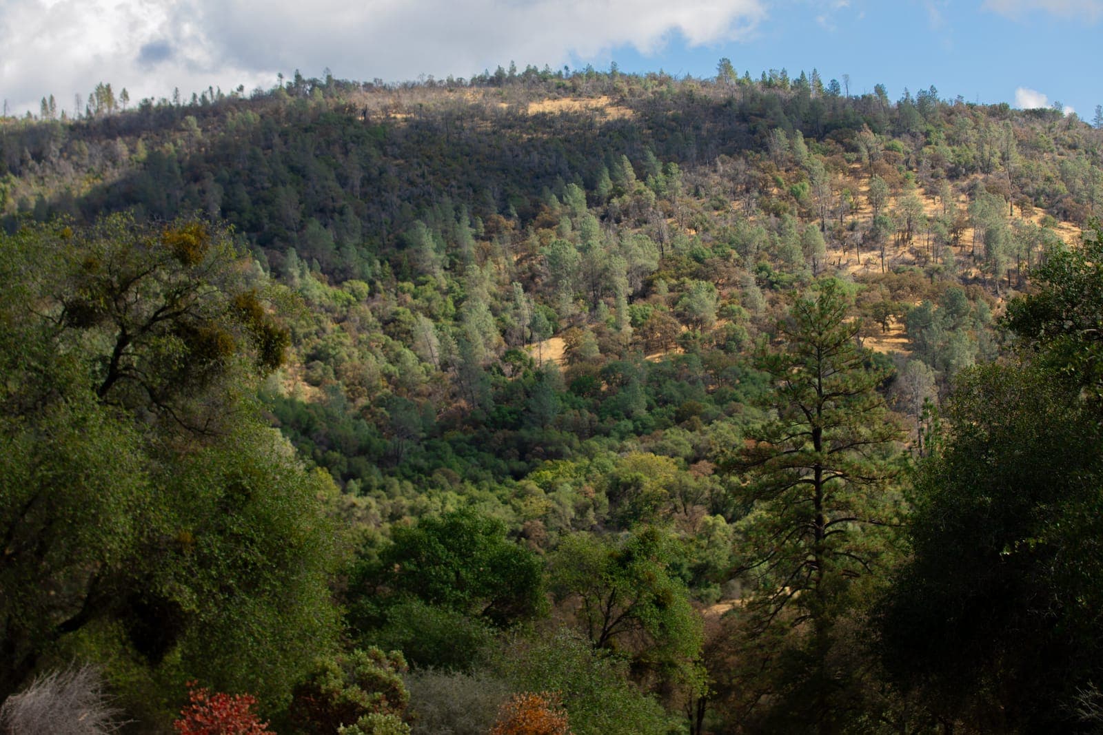 Forest landscape