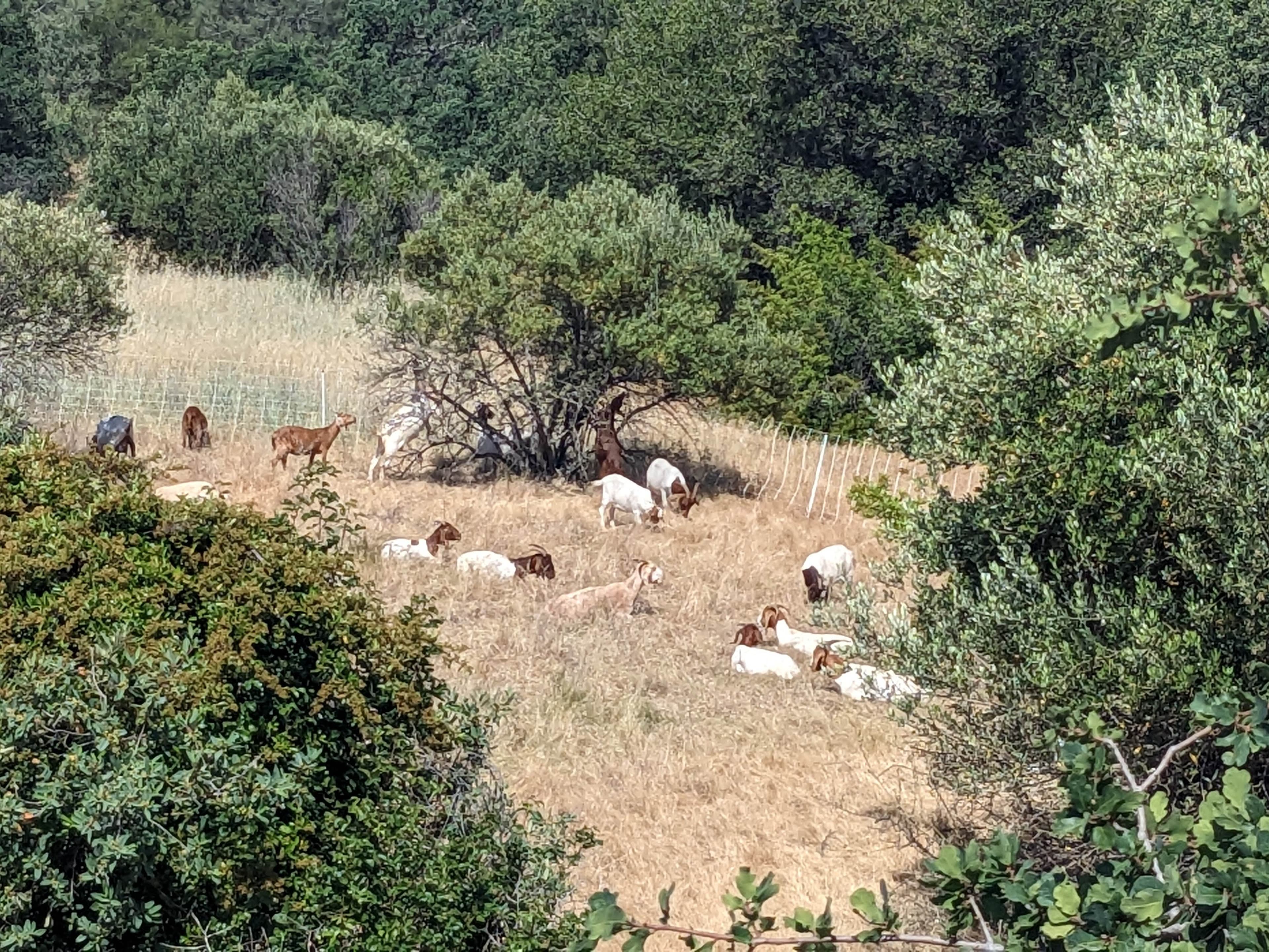A herd of goats grazing on dry grass and brush on a wooded hillside, reducing fuel loads as part of a community grazing cooperative