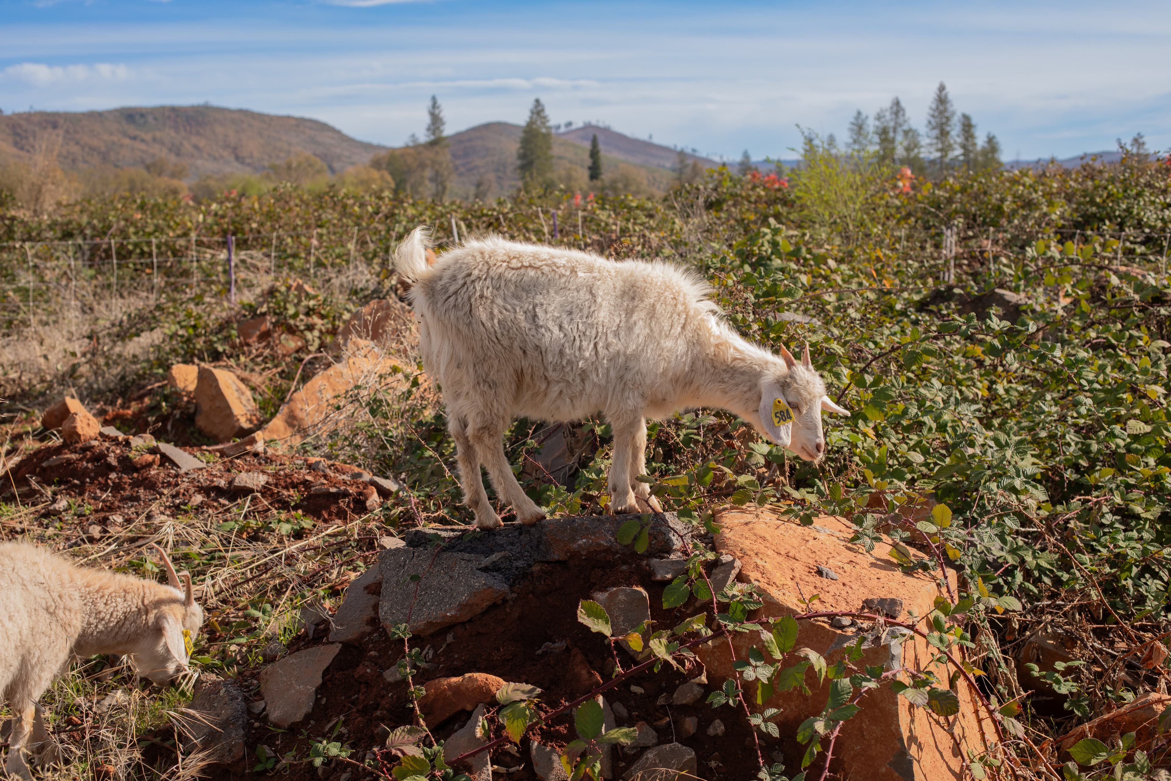 Grazing Program