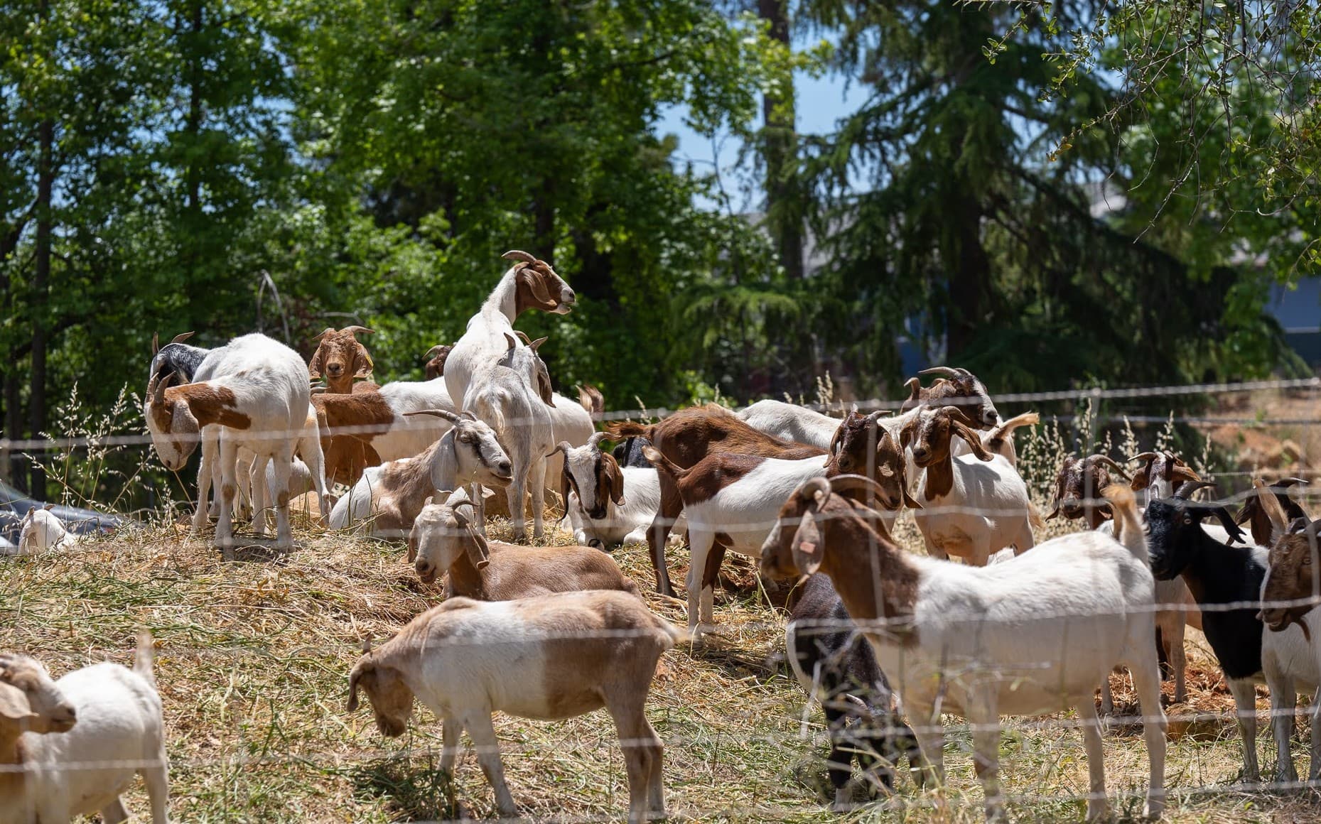 Grazing Program
