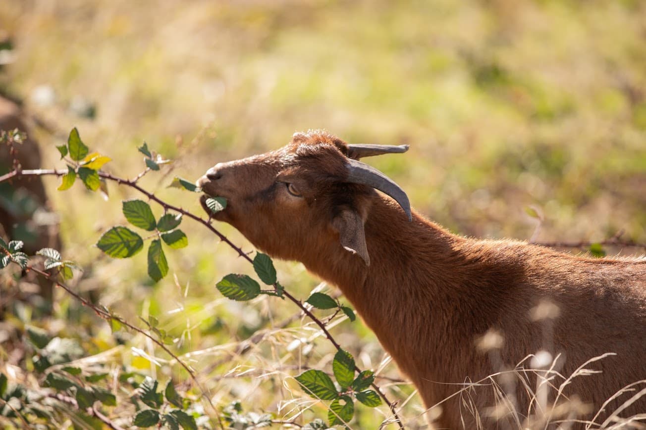 Grazing Program